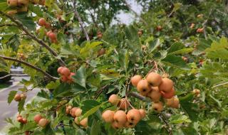 远方的山楂树结局