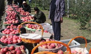 一棵树是什么牌子