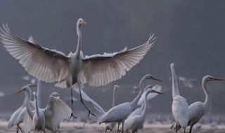 广场舞自由飞翔24步 广场舞自由飞翔24步