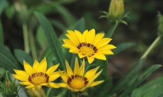 无名的野花 无名的野花