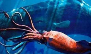 抹香鲸大战大王乌贼