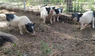 小香猪多少钱一只 小香猪多少钱一只