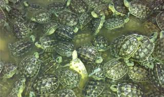 珍珠养殖场 珍珠养殖场