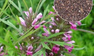 阳台门种子 阳台门种子