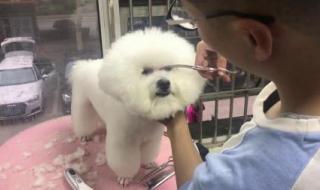 宠物美容师培训费用