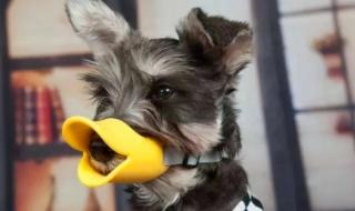 危害社会公共安全罪 危害社会公共安全罪