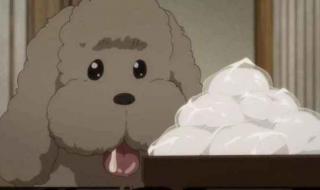 动物保护法怎么投票