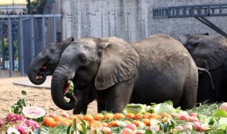 淹城野生动物园 淹城野生动物园