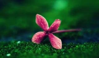 有一种爱叫做成全 有一种爱叫做成全