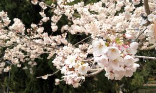 武汉大学樱花盛放 武汉大学樱花盛放