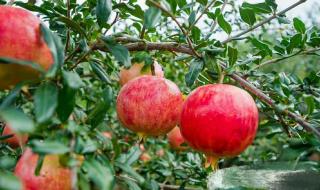 突尼斯软籽石榴产地 突尼斯软籽石榴产地